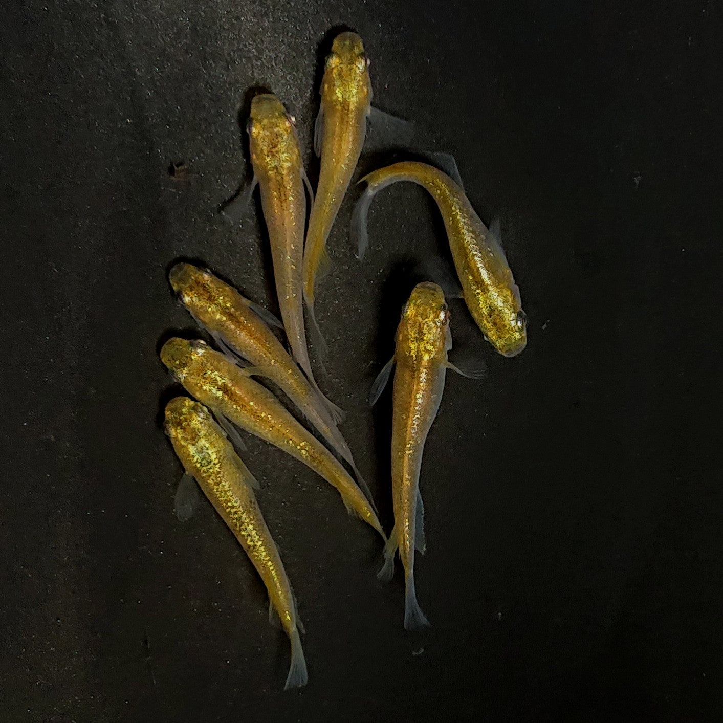 【現物】コールドムーン 変わり柄　7匹　オス3メス4　4011