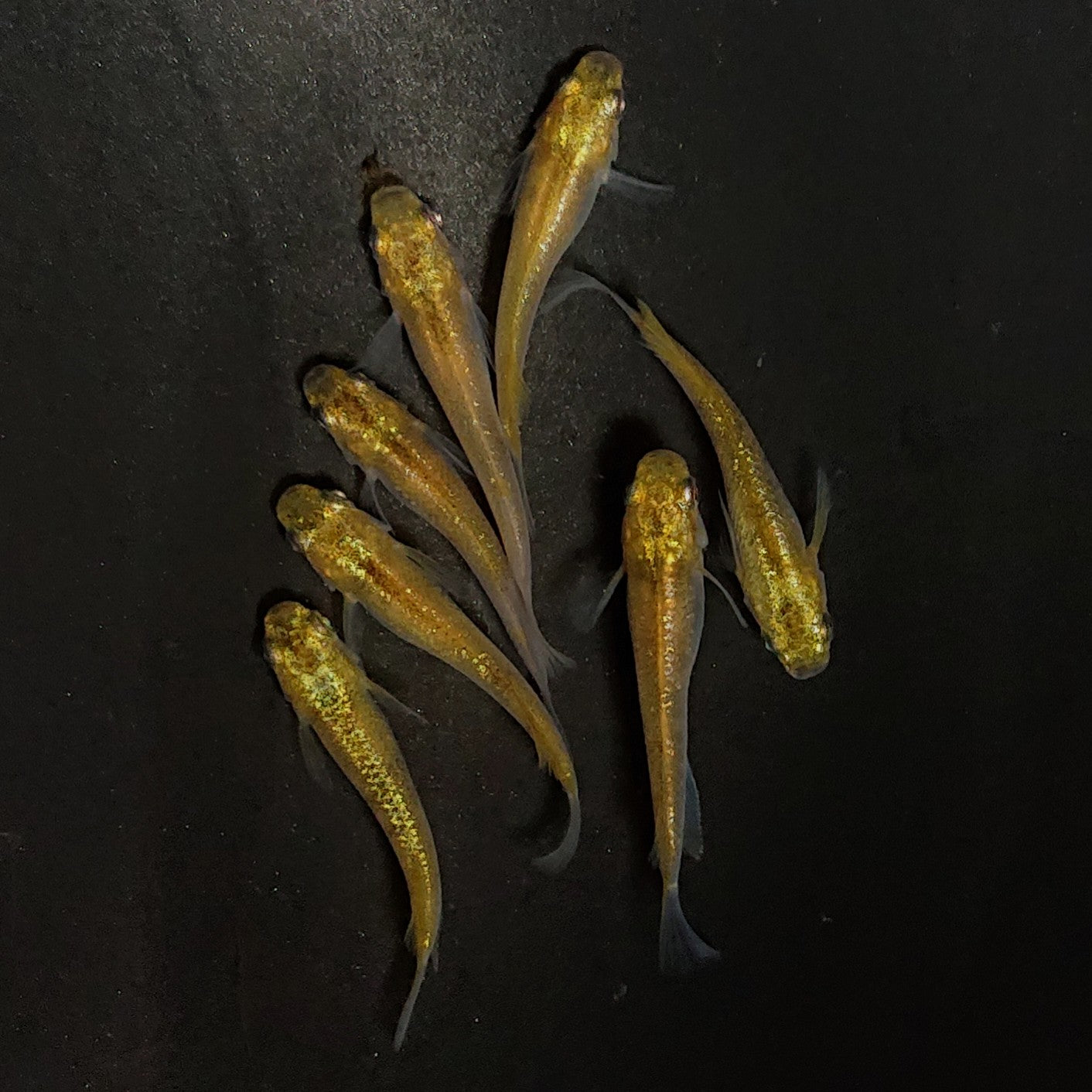 【現物】コールドムーン 変わり柄　7匹　オス3メス4　4011