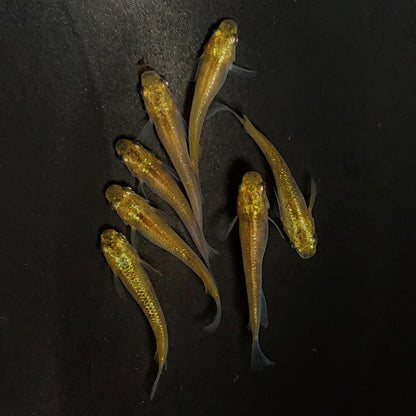 【現物】コールドムーン 変わり柄　7匹　オス3メス4　4011