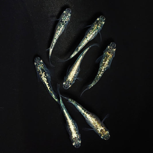 【現物】レックウザ　7匹　オス4メス3　4010