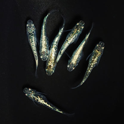 【現物】レックウザ　7匹　オス4メス3　4010