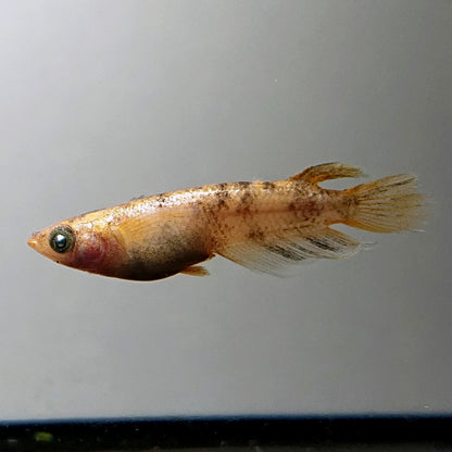 【現物】金閣ワイドフィン　2ペア　4018