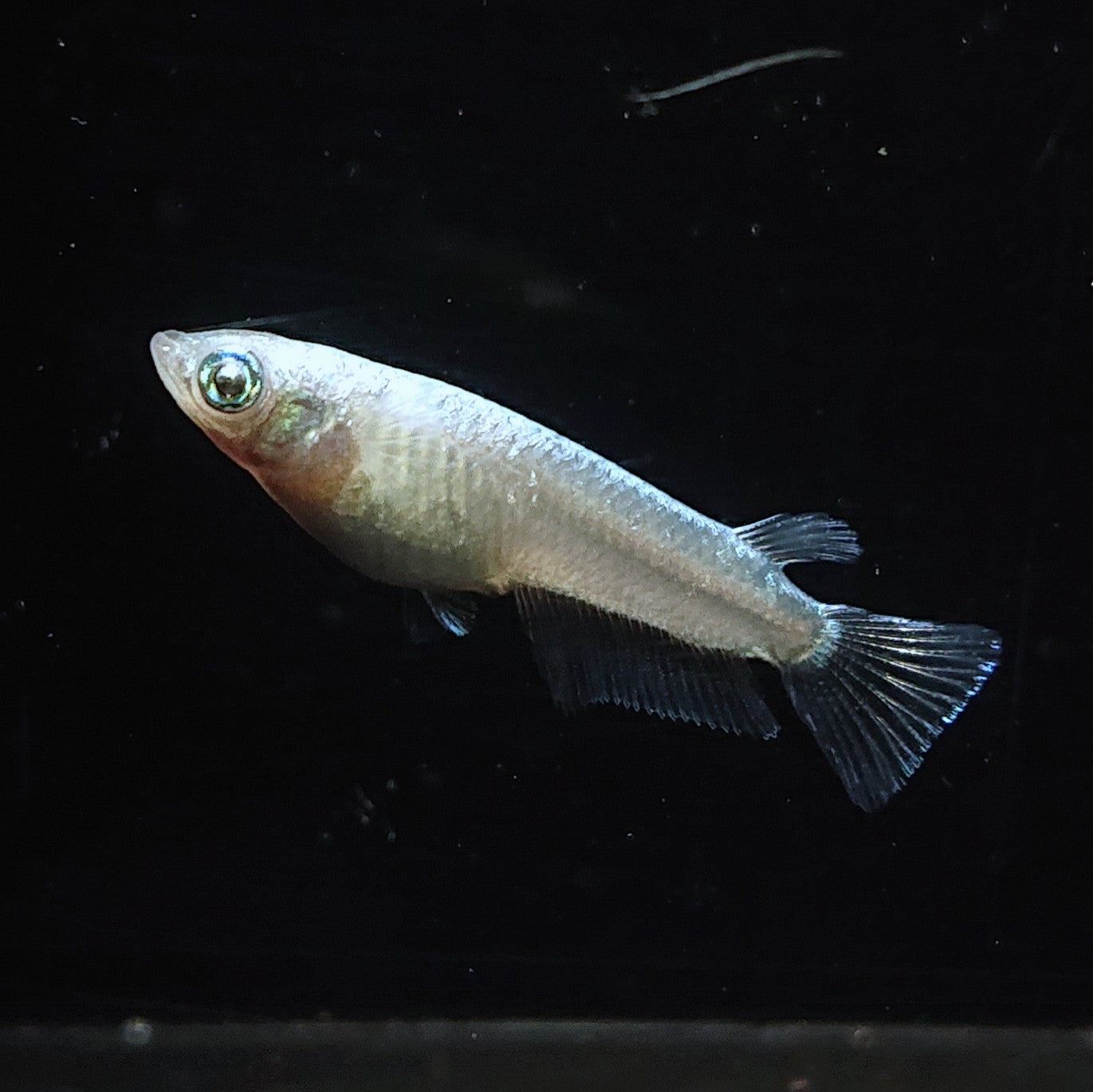 【現物】【NEW】ホワイトオーブ　3ペア　ゴールドオーブ×アハルテケホワイトゴールド F3　4020