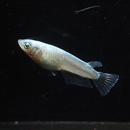 【現物】【NEW】ホワイトオーブ　3ペア　ゴールドオーブ×アハルテケホワイトゴールド F3　4020