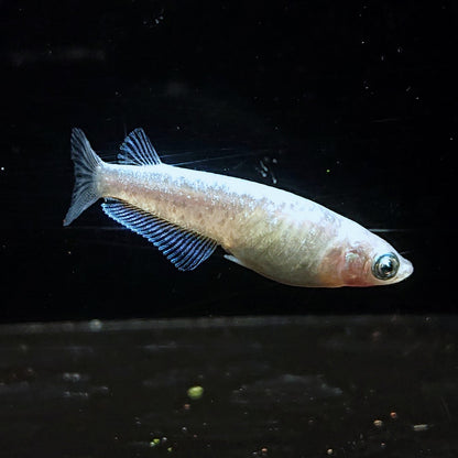 【現物】【NEW】ホワイトオーブ　3ペア　ゴールドオーブ×アハルテケホワイトゴールド F3　4020