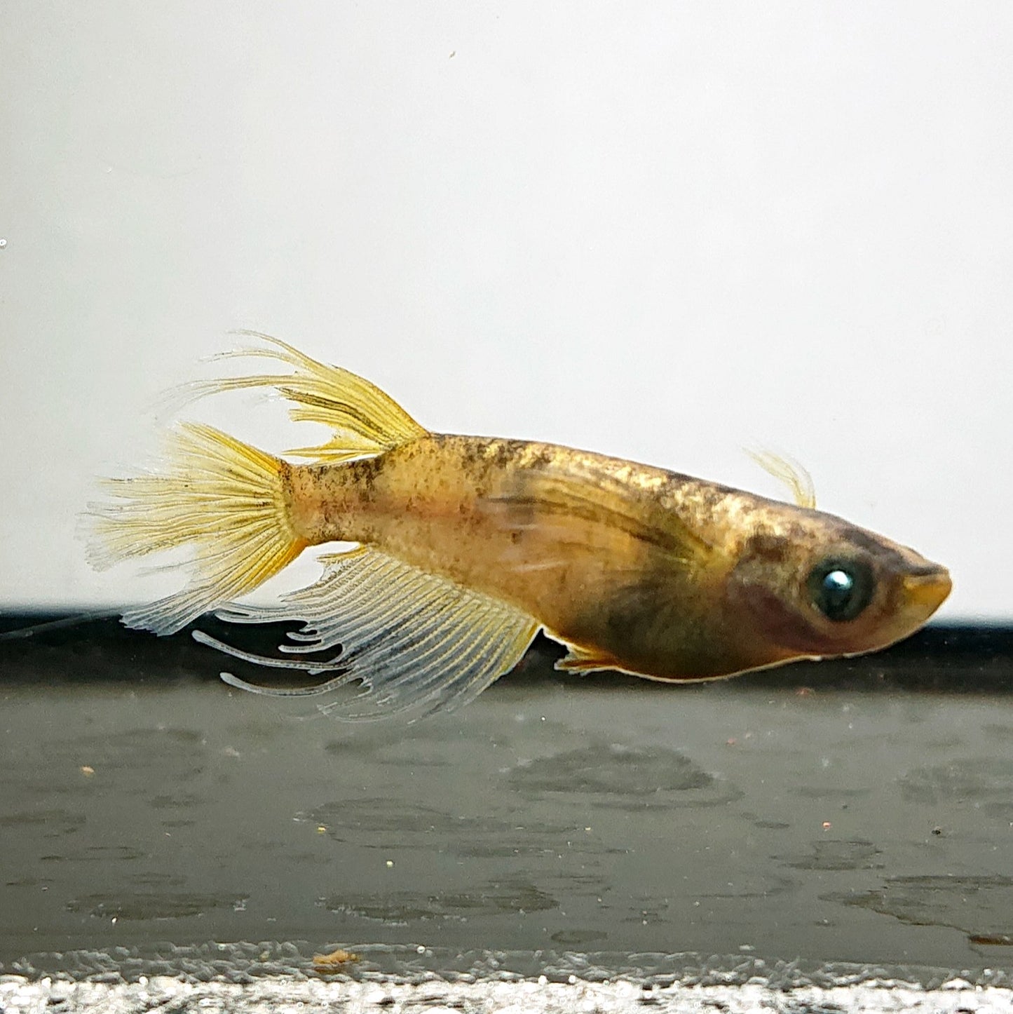 【現物】金閣　3ペア　両眼アースアイ　4019