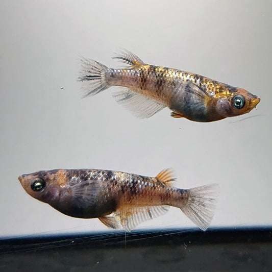 【現物イベント限定】和墨星ラメ三色　稚魚5匹+保障1匹　4029