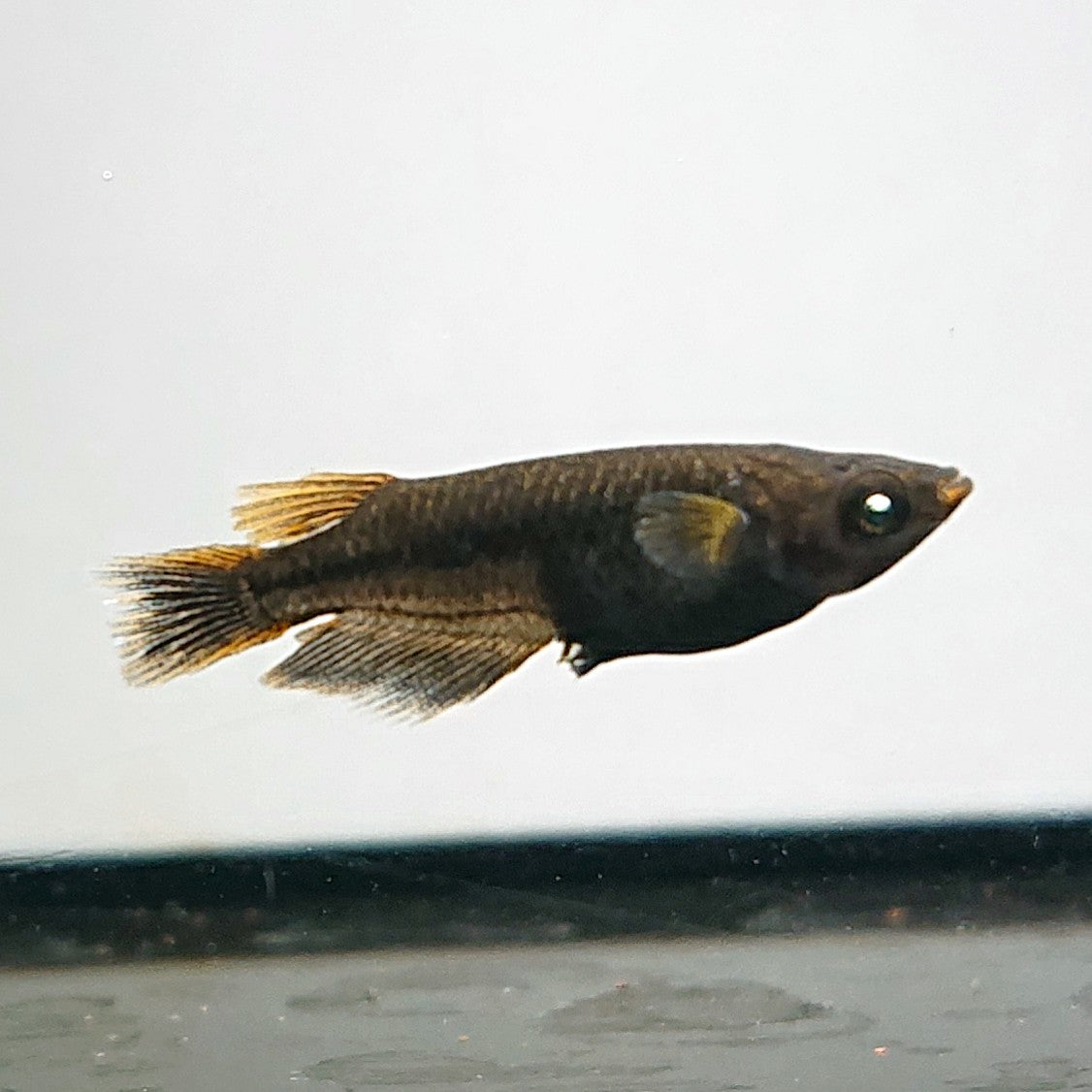 【現物】【NEW】アトラスブループピラ 朱赤ブラックリム ブルーアイ　2ペア　4016