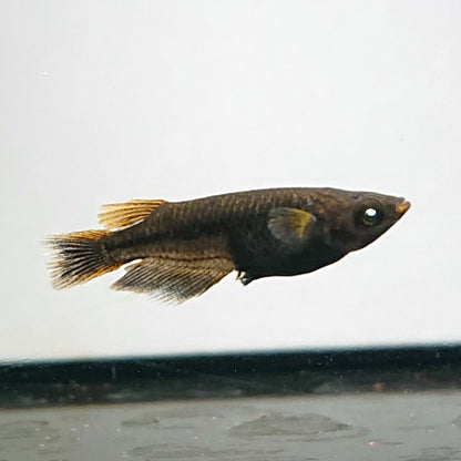 【現物】【NEW】アトラスブループピラ 朱赤ブラックリム ブルーアイ　2ペア　4016