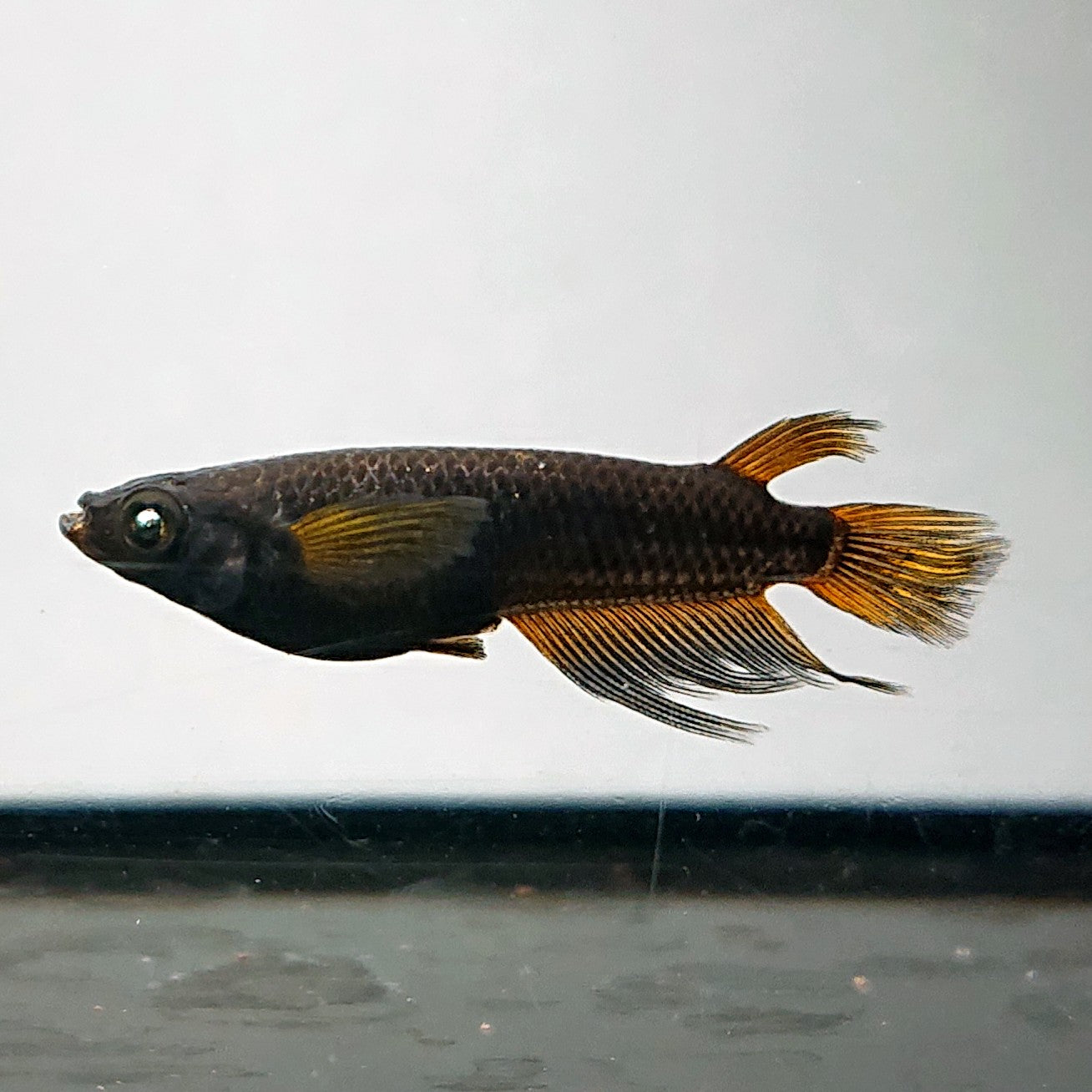 【現物】北辻GODアースアイ松井ヒレ長　2ペア　4017