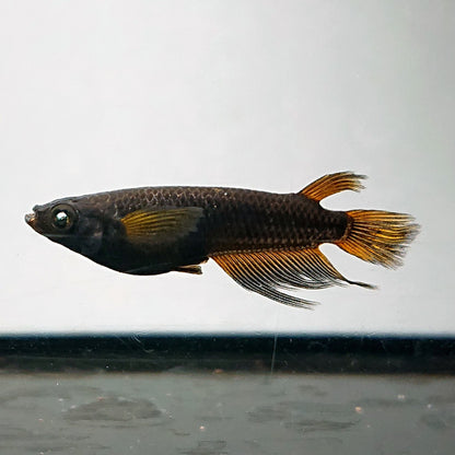 【現物】北辻GODアースアイ松井ヒレ長　2ペア　4017