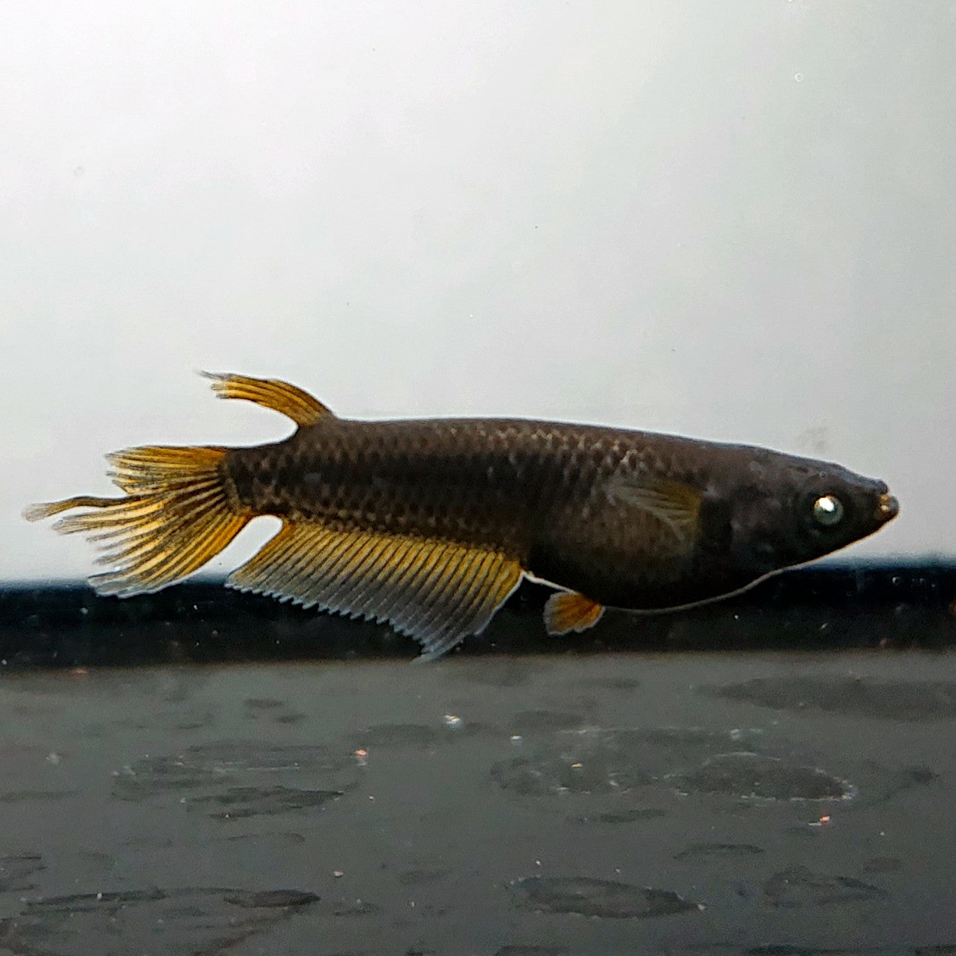 【現物】北辻GODアースアイ松井ヒレ長　2ペア　4017