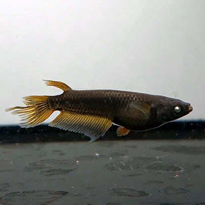 【現物】北辻GODアースアイ松井ヒレ長　2ペア　4017