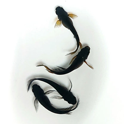 【現物】北辻GODアースアイ松井ヒレ長　2ペア　4017