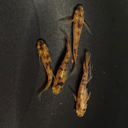 【現物】金閣ワイドフィン　2ペア　4018