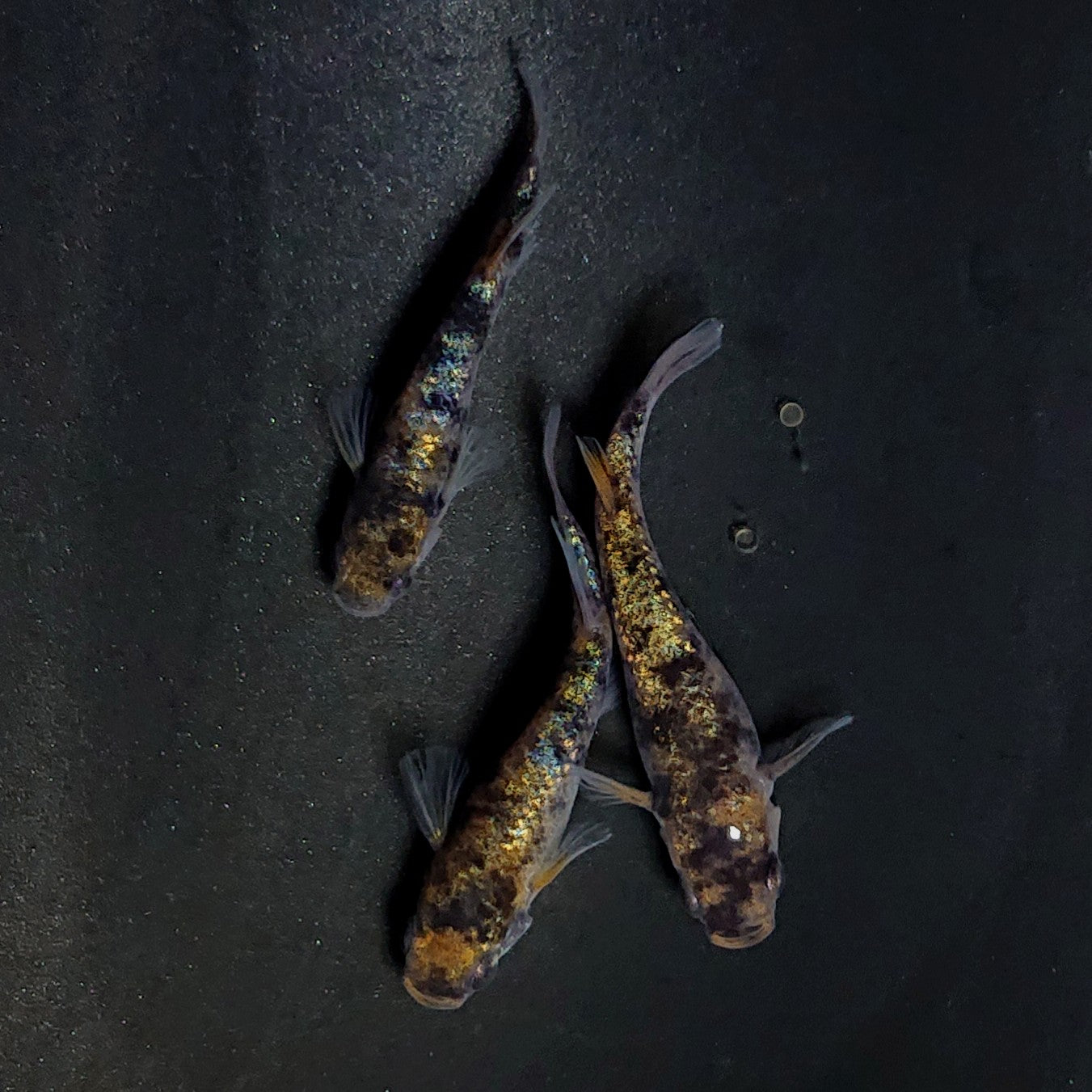 【現物】和墨星ラメ三色　3匹　オス1メス2　4014