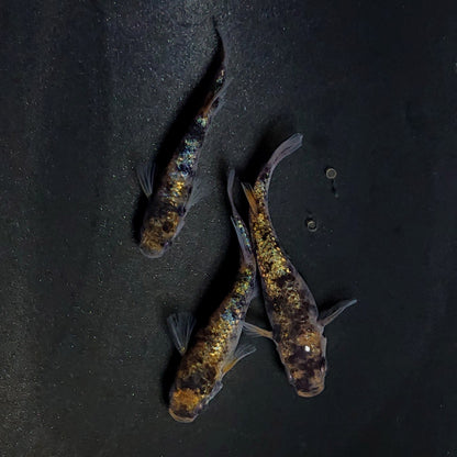 【現物】和墨星ラメ三色　3匹　オス1メス2　4014