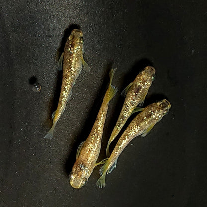 【現物】金箔和墨　2ペア　4015