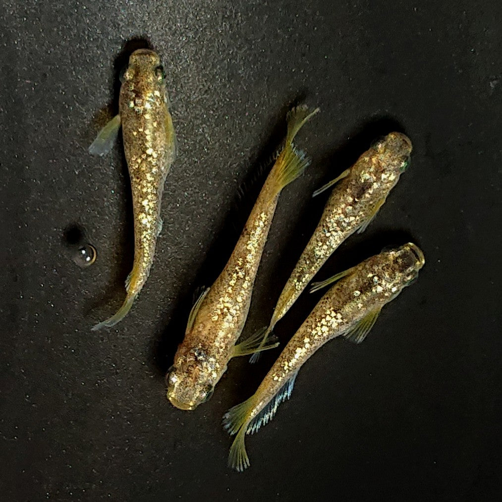 【現物】金箔和墨　2ペア　4015