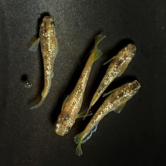 【現物】金箔和墨　2ペア　4015