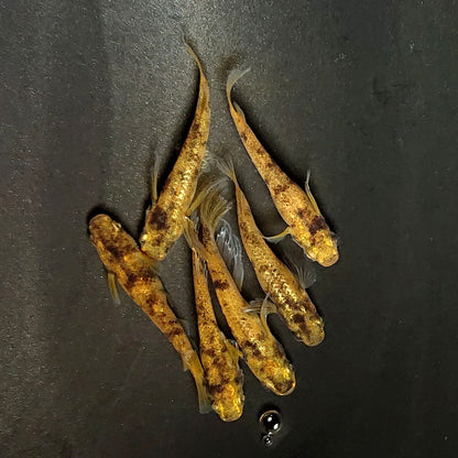 【現物】金閣　3ペア　両眼アースアイ　4019