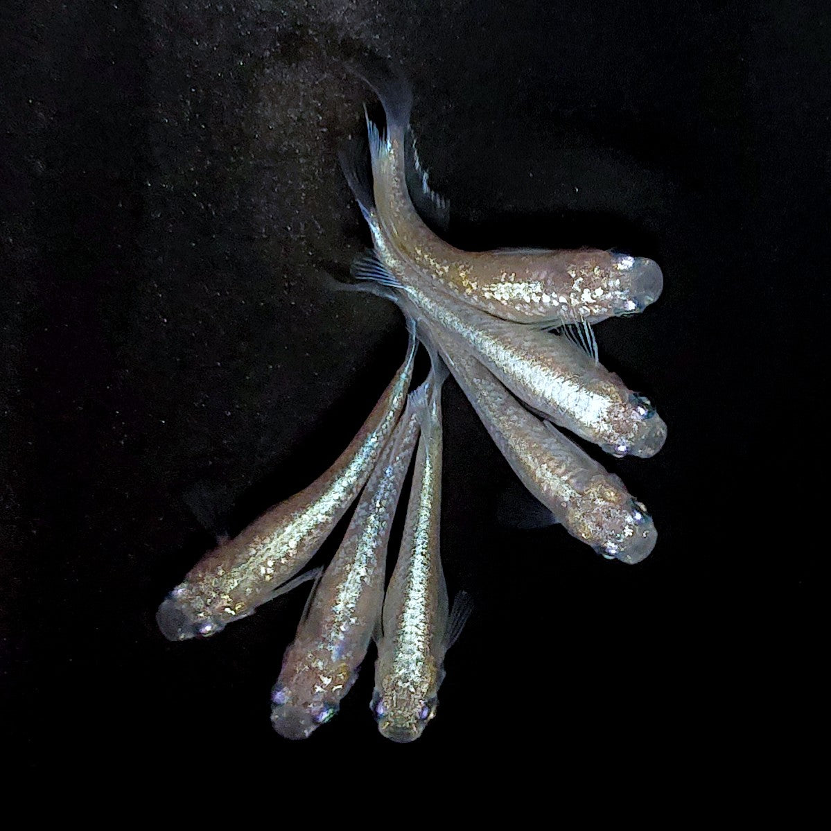 【現物】【NEW】ホワイトオーブ　3ペア　ゴールドオーブ×アハルテケホワイトゴールド F3　4020