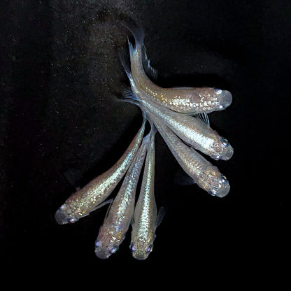 【現物】【NEW】ホワイトオーブ　3ペア　ゴールドオーブ×アハルテケホワイトゴールド F3　4020