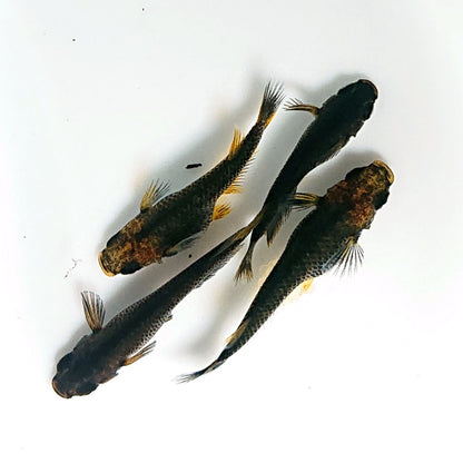 【現物】【NEW】アトラスブループピラ 朱赤ブラックリム ブルーアイ　2ペア　4016