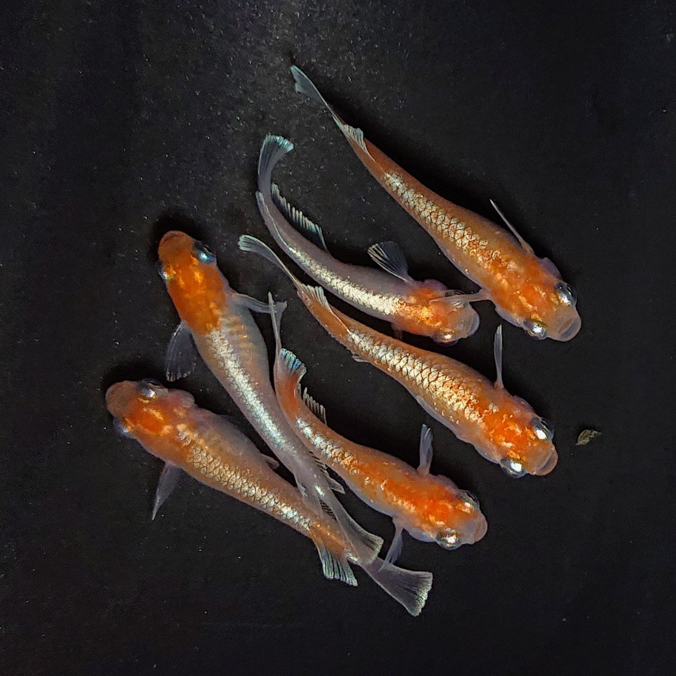 【現物】深紅のデーンモルフォキッシングΩ　3ペア　4026