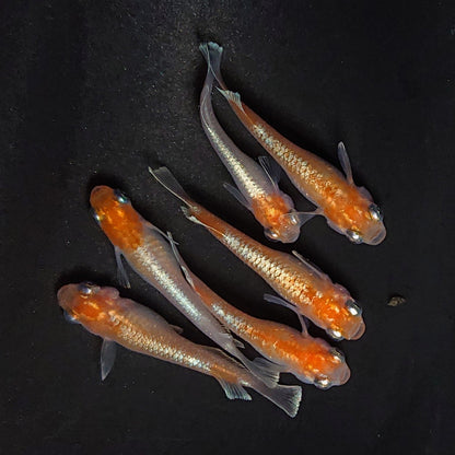 【現物】深紅のデーンモルフォキッシングΩ　3ペア　4026