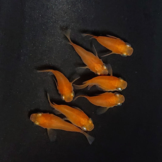 【現物】紅帝だるま　7匹　オス4メス3　4027