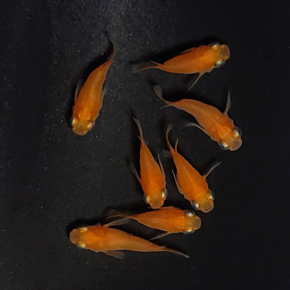 【現物】紅帝だるま　7匹　オス4メス3　4027