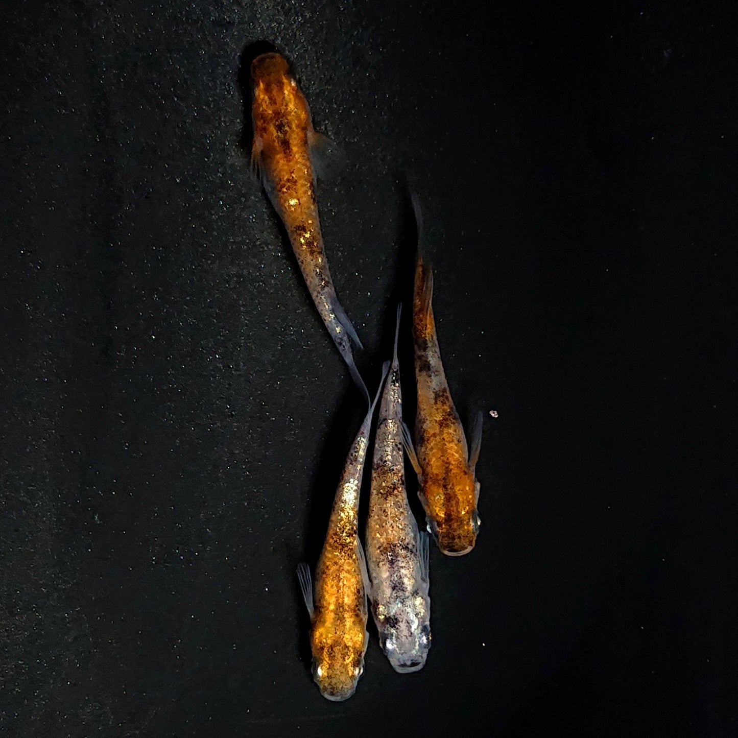 【現物】和墨星ラメ三色　2ペア　4024