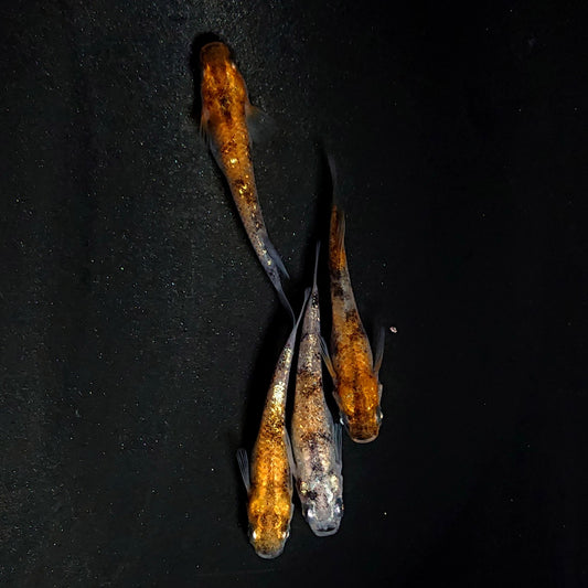 【現物】和墨星ラメ三色　2ペア　4024