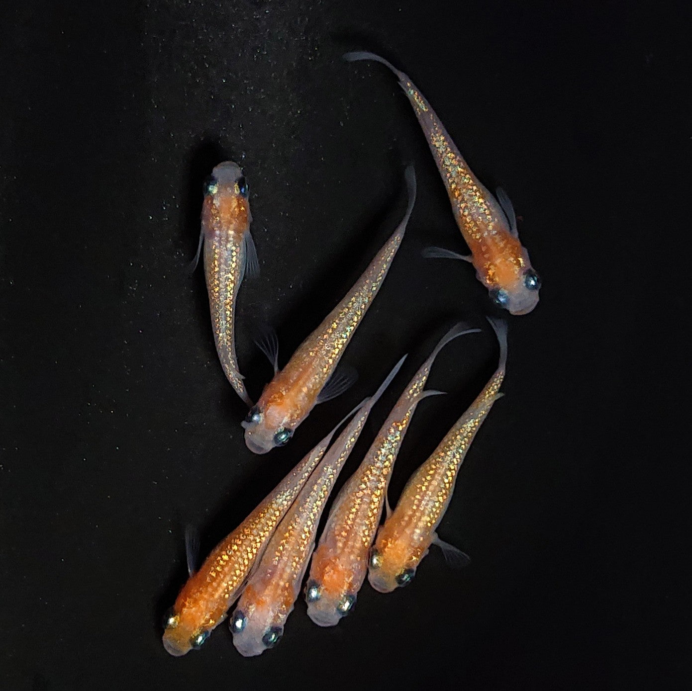 【現物】王華　7匹　オス3メス4　4025