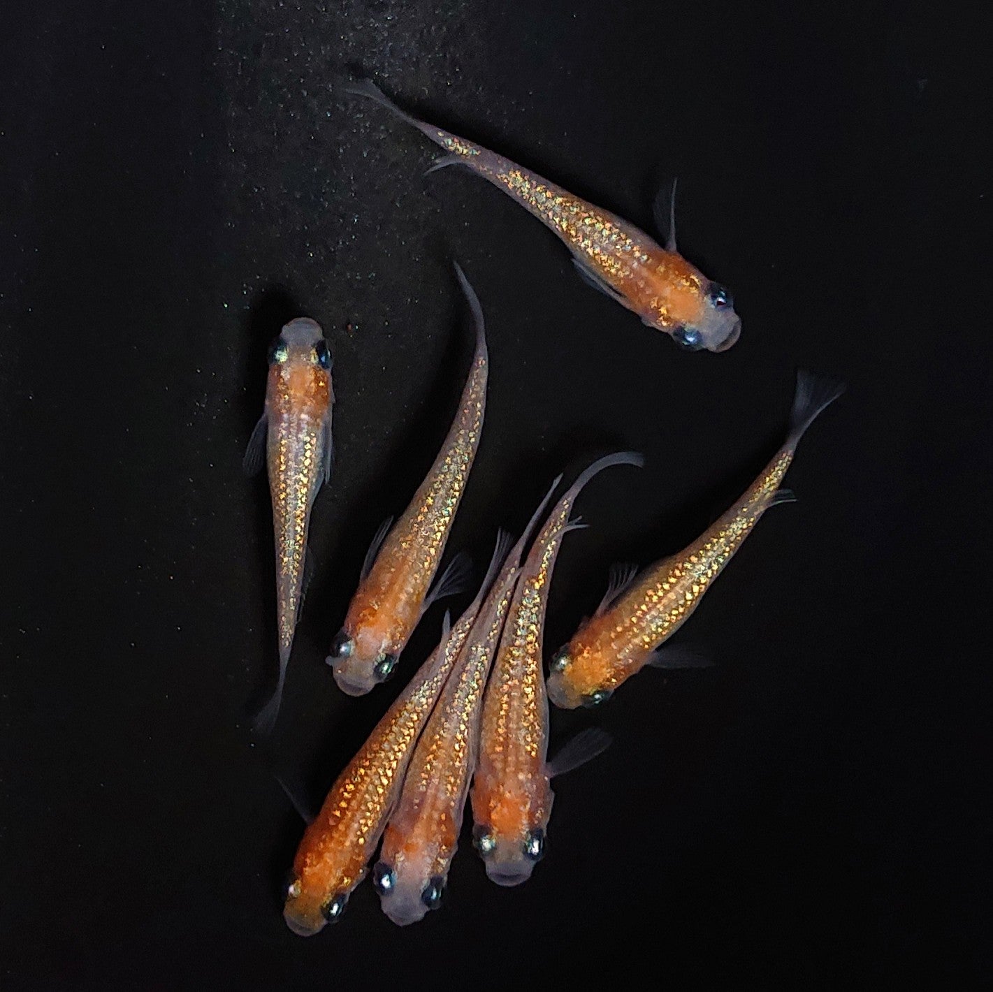 【現物】王華　7匹　オス3メス4　4025