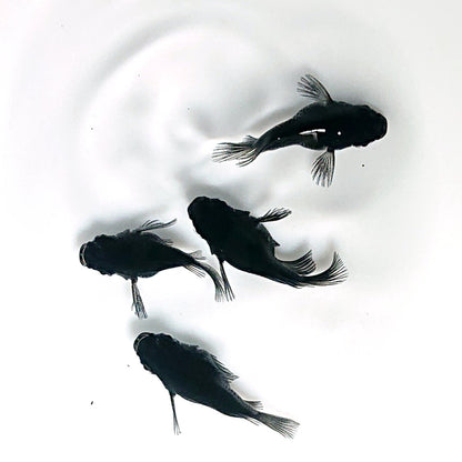 【現物】オロチ本だるま　2ペア　4021