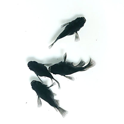 【現物】オロチ本だるま　2ペア　4021