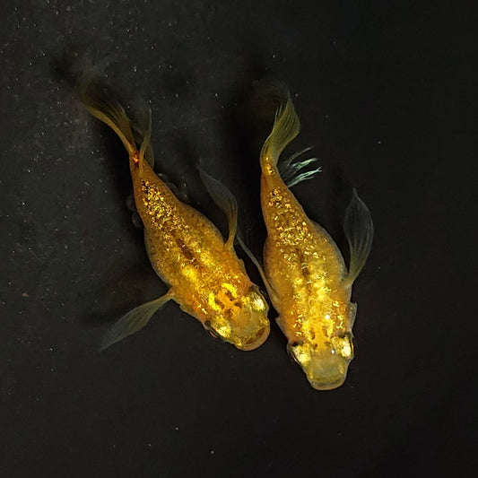 【現物】【現物イベント限定】レクリスだるま　稚魚5匹+保障1匹　4023