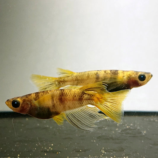 【現物イベント限定】AW-03 リアルロングフィン　稚魚10匹　4030