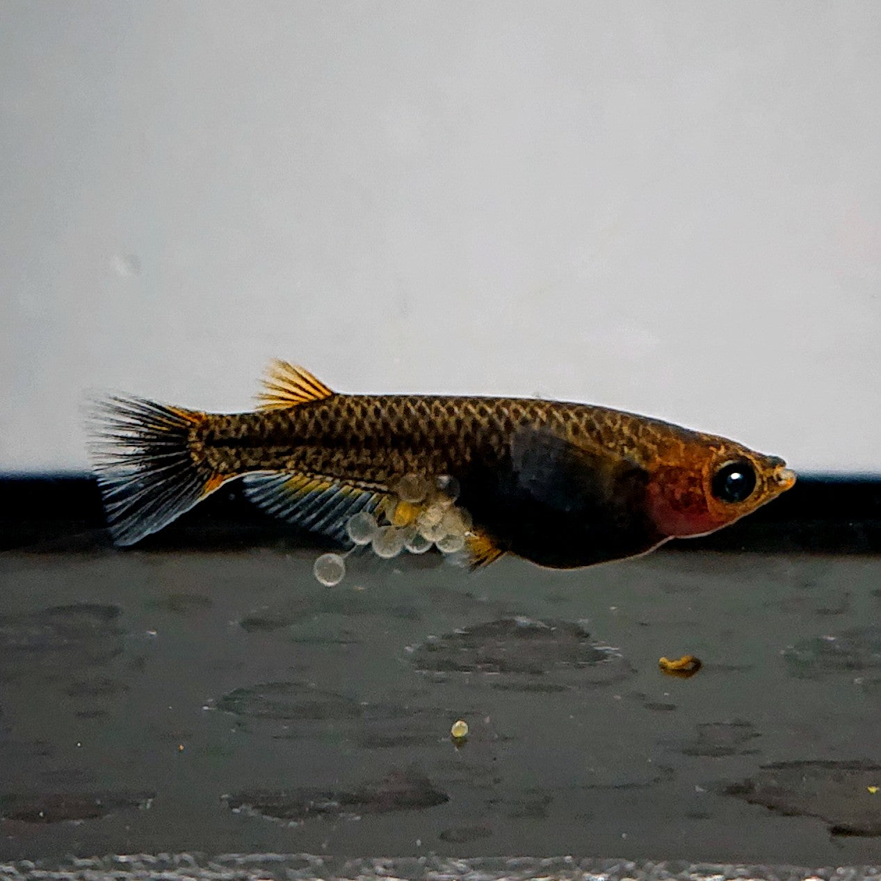 【現物イベント限定】アトラスブループピラ　稚魚5匹+保障1匹　4037
