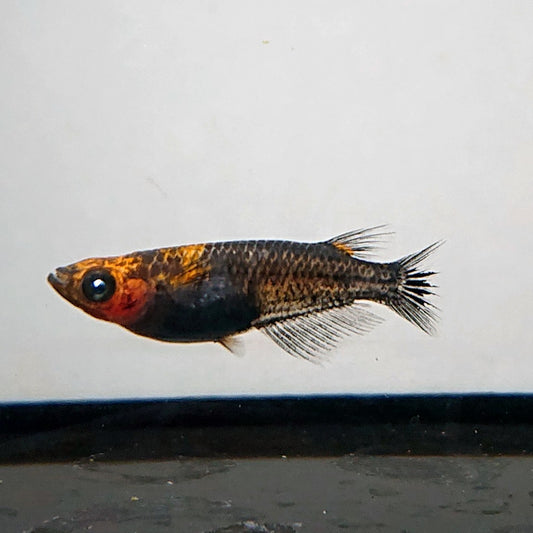 【現物イベント限定】アトラスブループピラ　稚魚5匹+保障1匹　4037