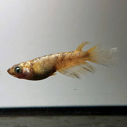 【現物】金閣ワイドフィン　2ペア　4035