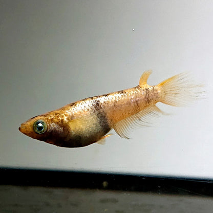 【現物】金閣ワイドフィン　2ペア　4035