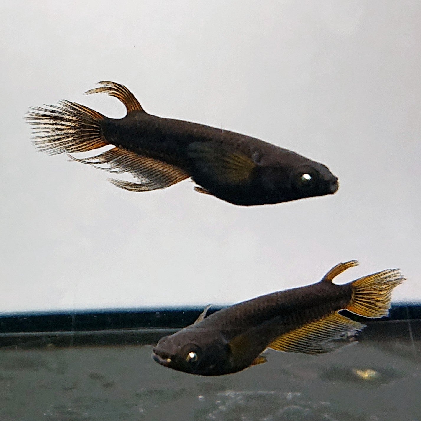 【現物】北辻GODアースアイ松井ヒレ長　2ペア　4034