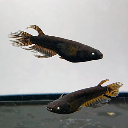 【現物】北辻GODアースアイ松井ヒレ長　2ペア　4034