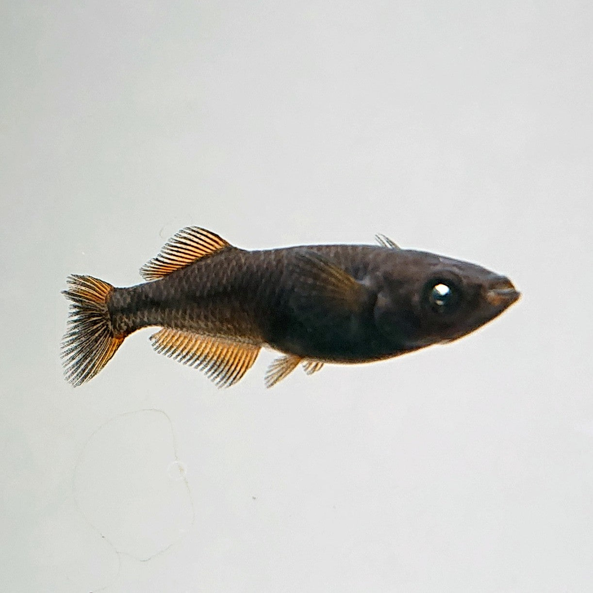 【現物】夢神 両眼アースアイ　2ペア　4033