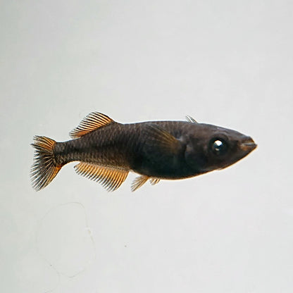 【現物】夢神 両眼アースアイ　2ペア　4033