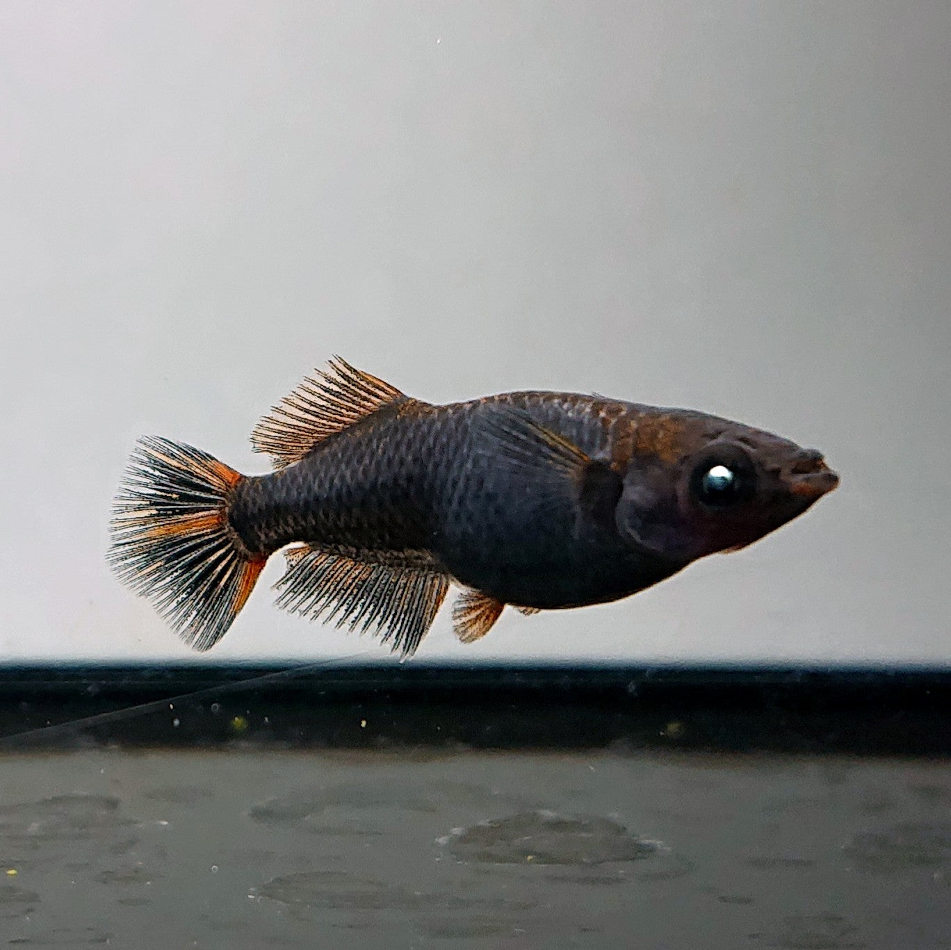 【現物】夢神 両眼アースアイ　2ペア　4033