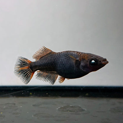 【現物】夢神 両眼アースアイ　2ペア　4033